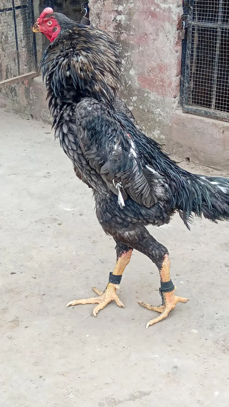 beautiful birds — photo 8