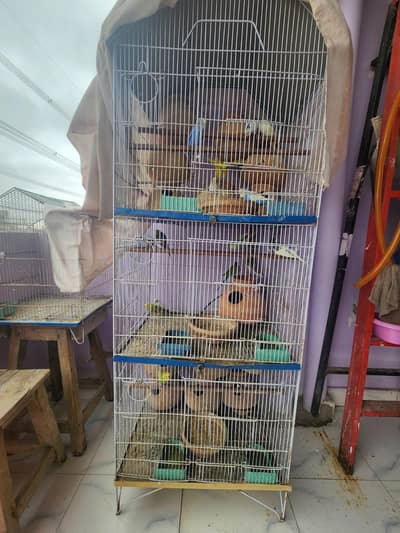 10 pairs fully home breed colourful budgies+cage and accessories