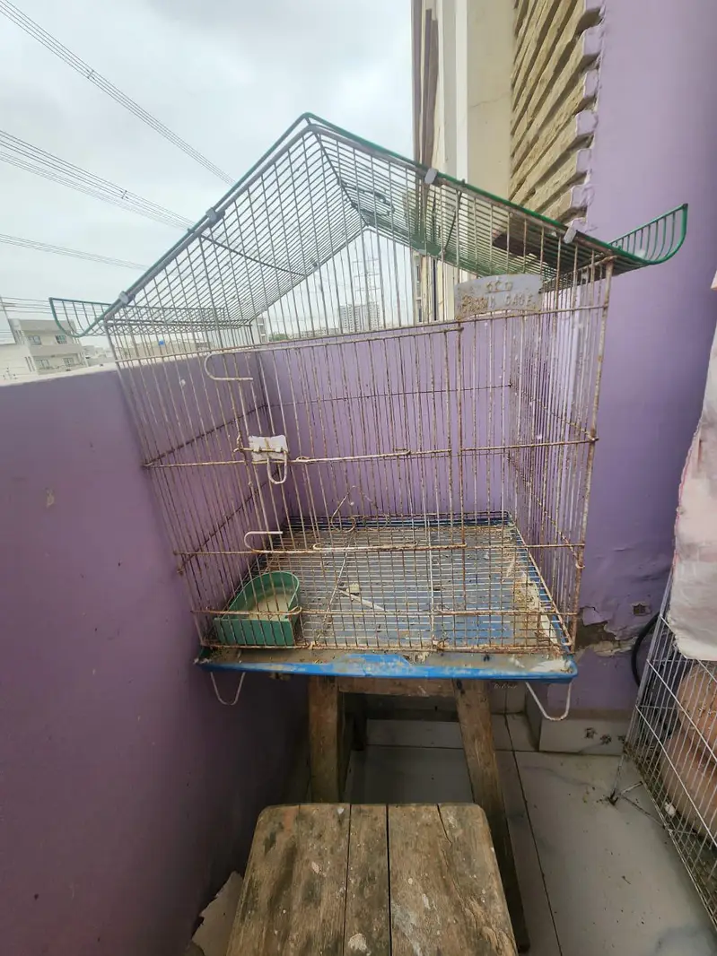 10 pairs fully home breed colourful budgies+cage and accessories — photo 2