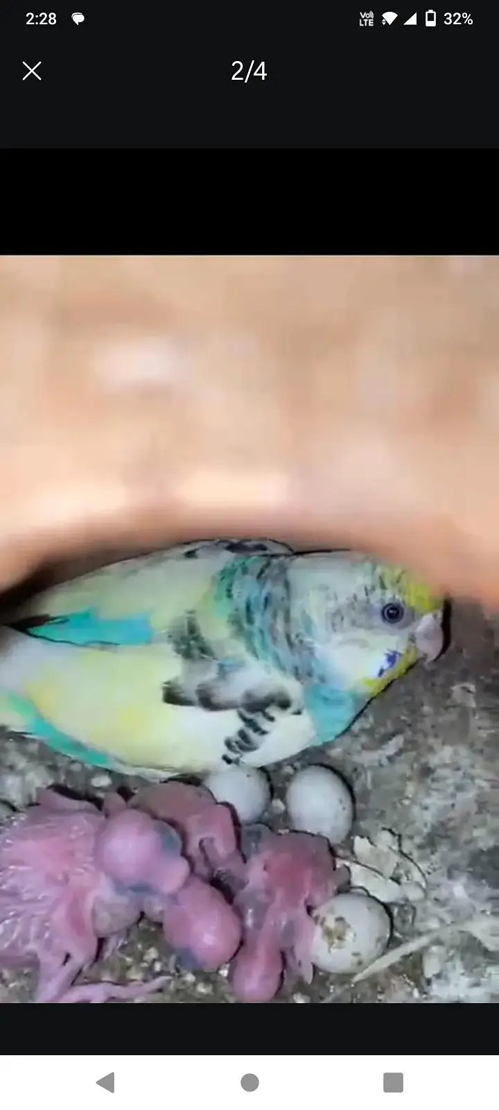 buddies pairs hy 4 eggs or chiks k sth — photo 2