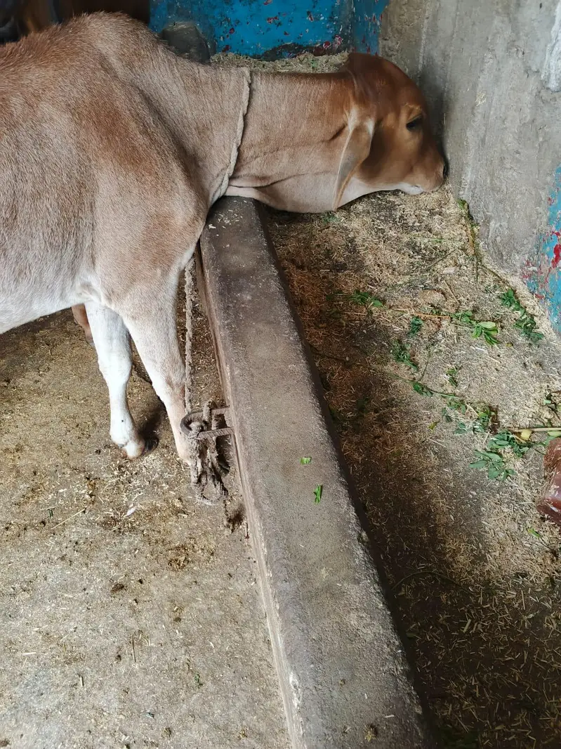 bachia 03432080818 — photo 2
