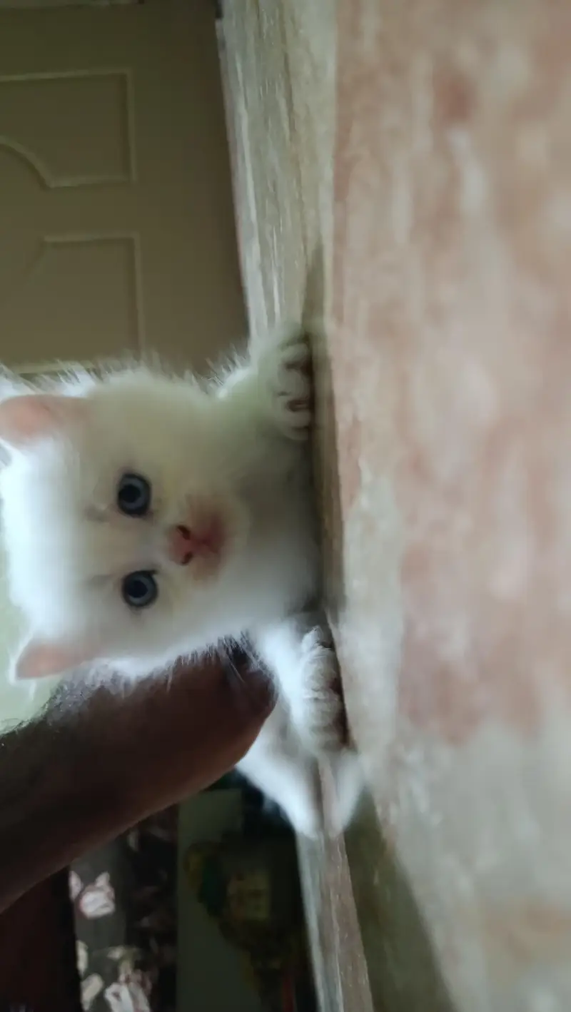 Persian Kitten 40days old — photo 2