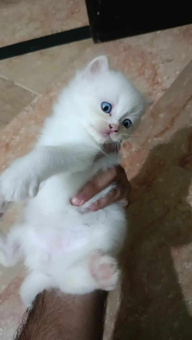 Persian Kitten 40days old — photo 3