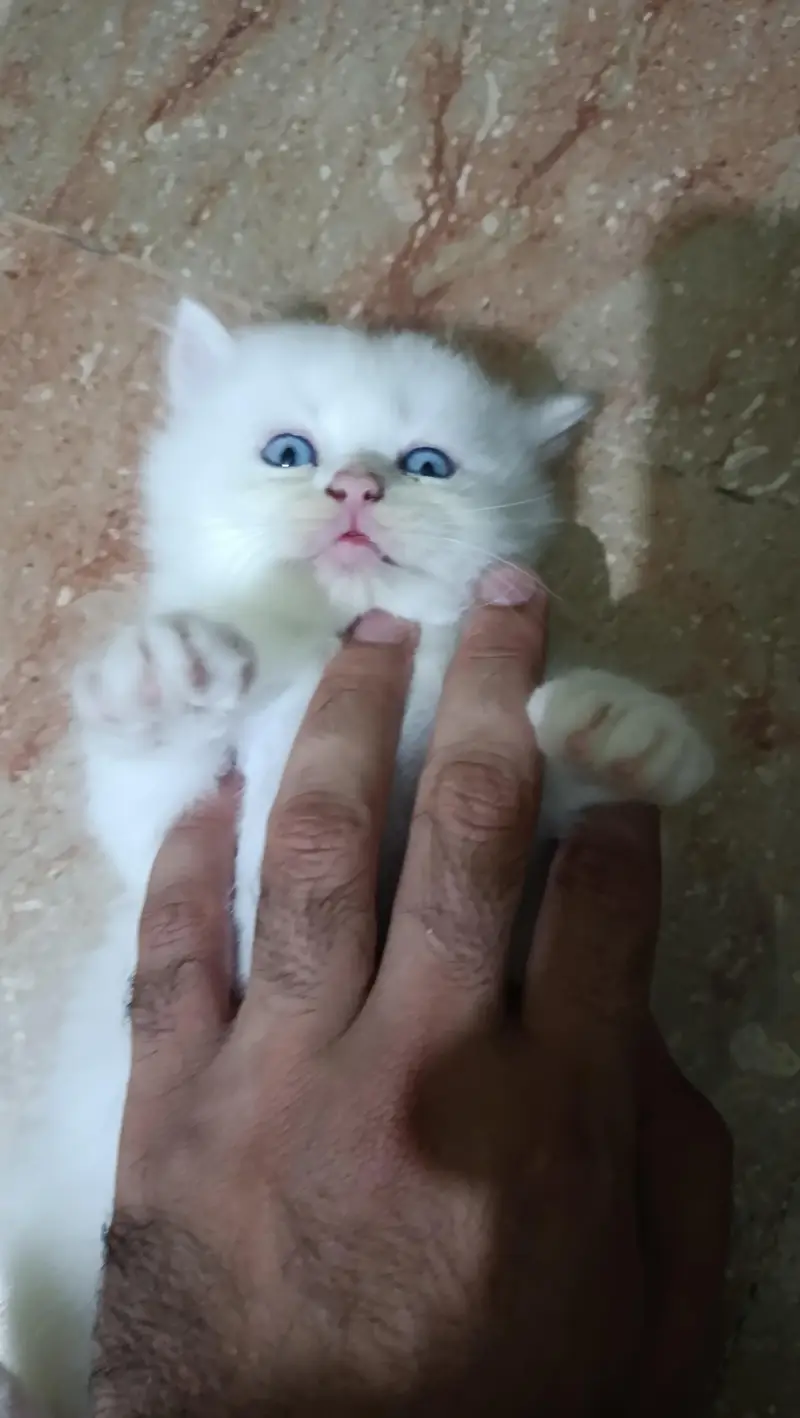 Persian Kitten 40days old — photo 4