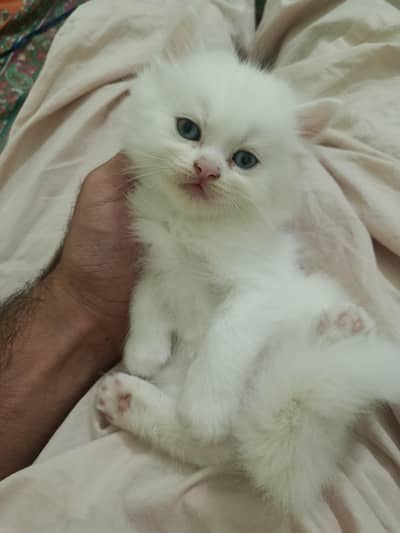 Persian Kitten 40days old