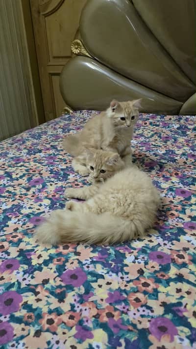 Beautiful persian cats
