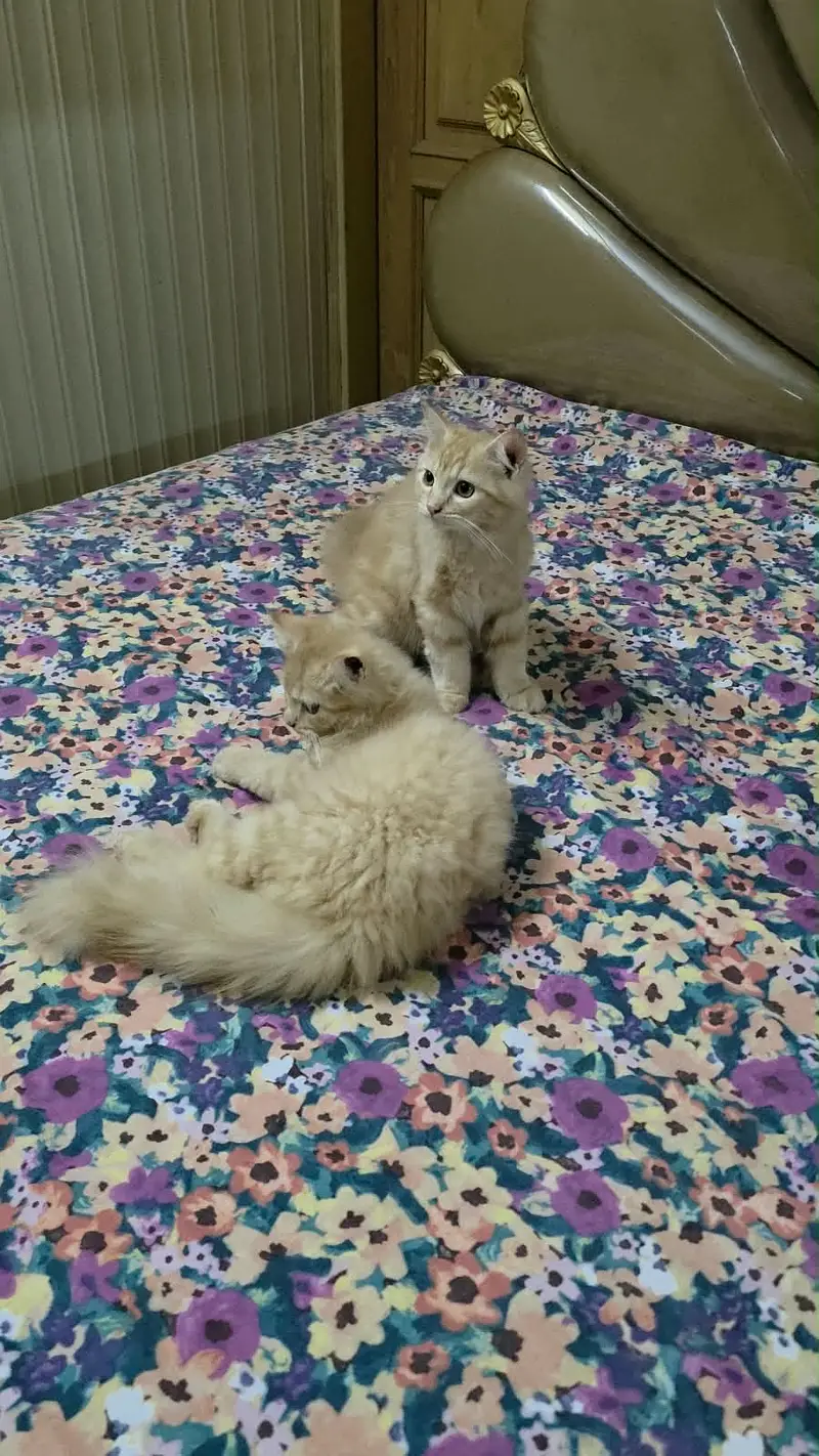 Beautiful persian cats — photo 2