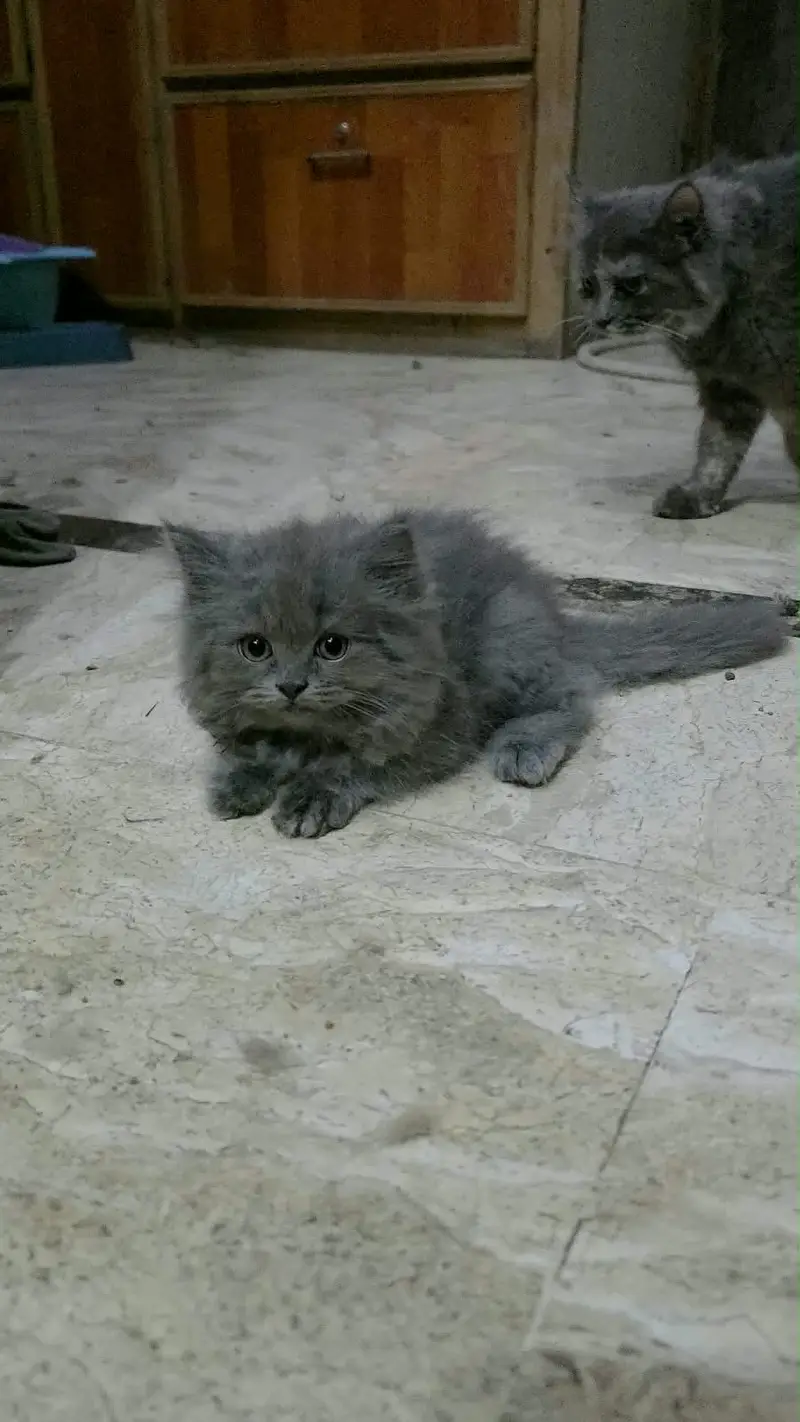 Beautiful persian cats — photo 3