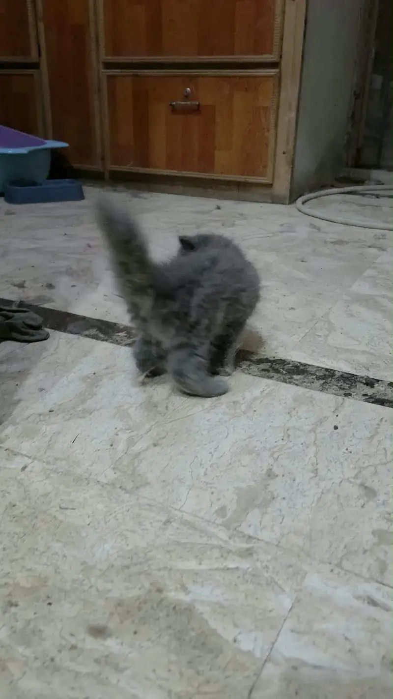 Beautiful persian cats — photo 4