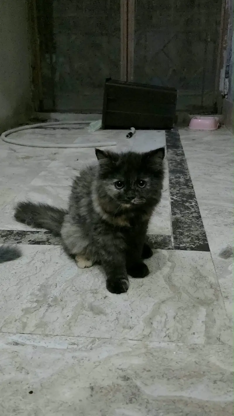 Beautiful persian cats — photo 5