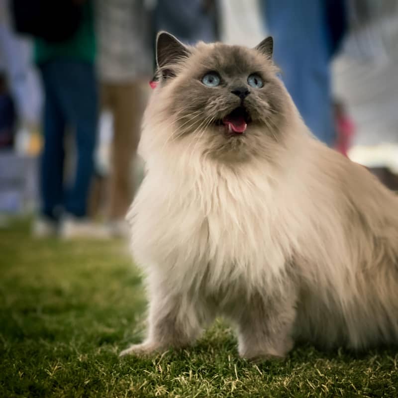 cat trained 1