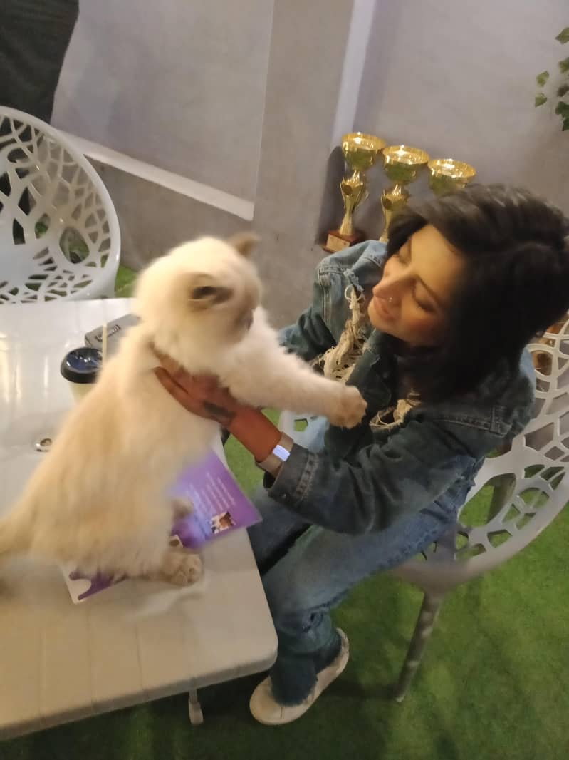 cat trained 3