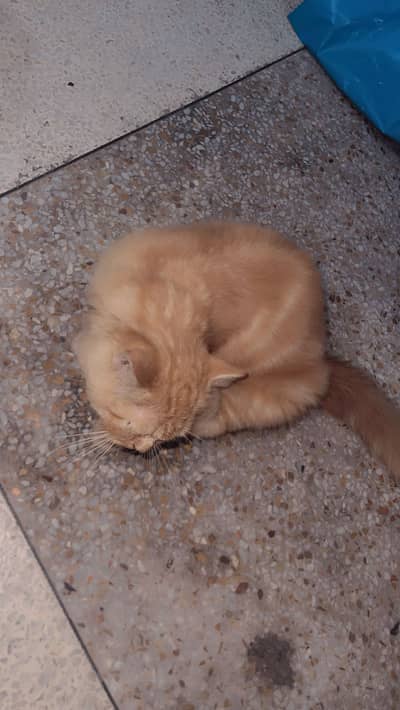 Kitten