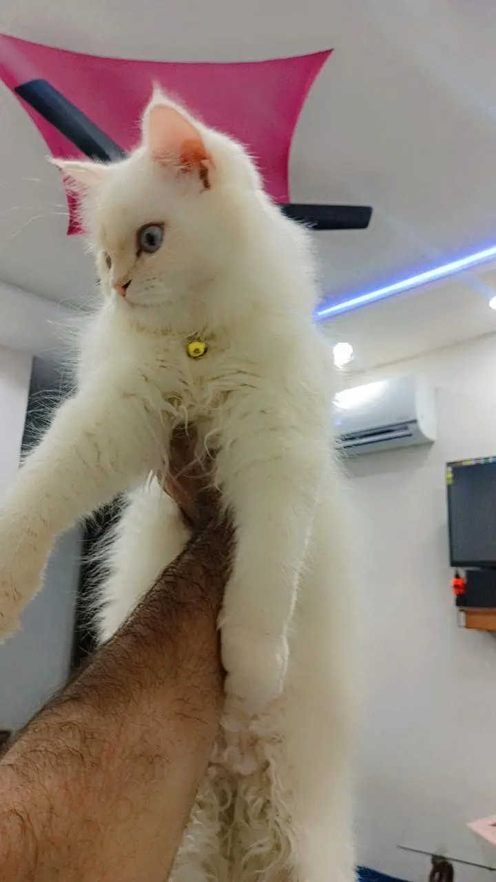 Persian cats male and female pair — photo 2