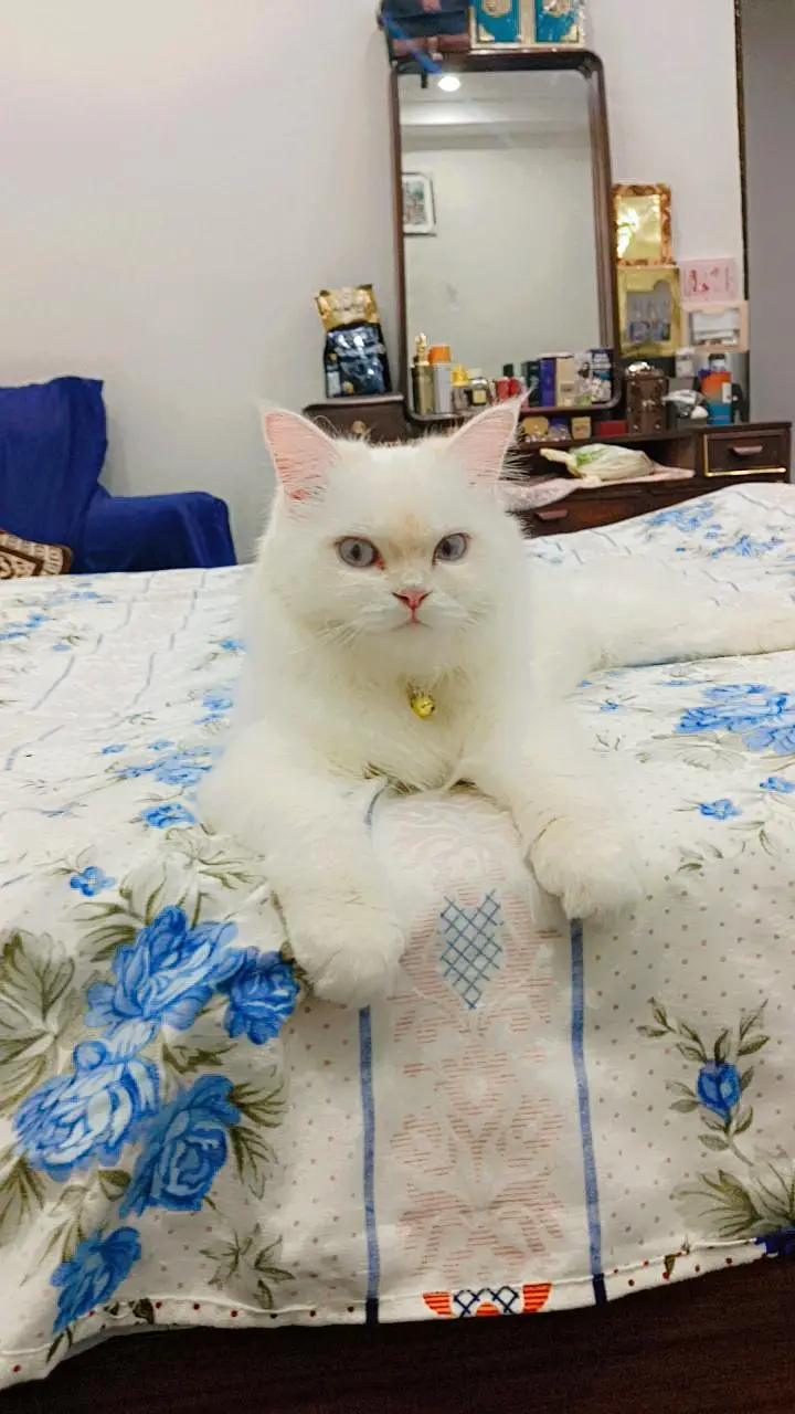 Persian cats male and female pair — photo 3