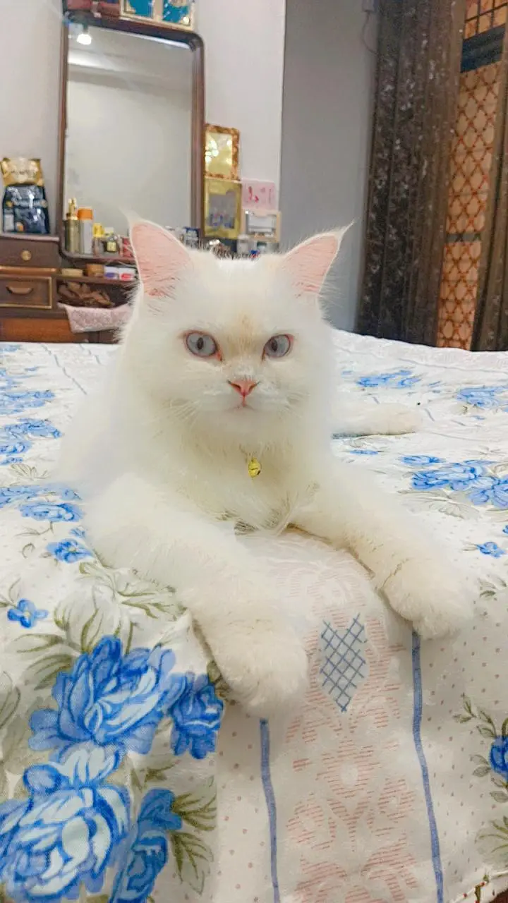 Persian cats male and female pair — photo 4