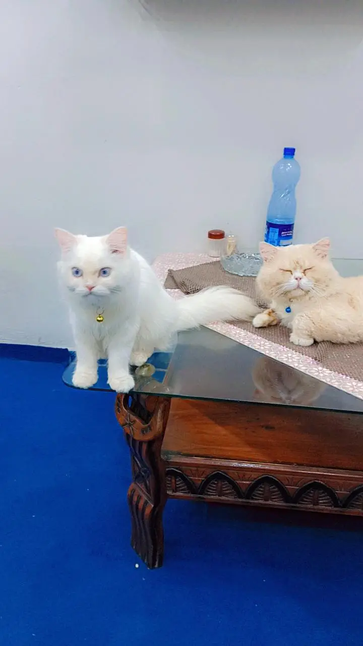 Persian cats male and female pair — photo 5