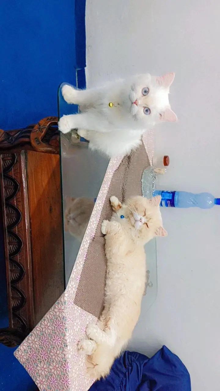 Persian cats male and female pair — photo 6