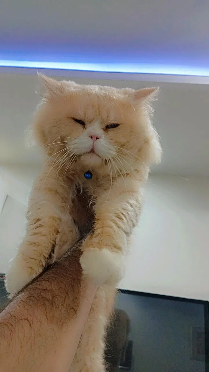 Persian cats male and female pair — photo 7