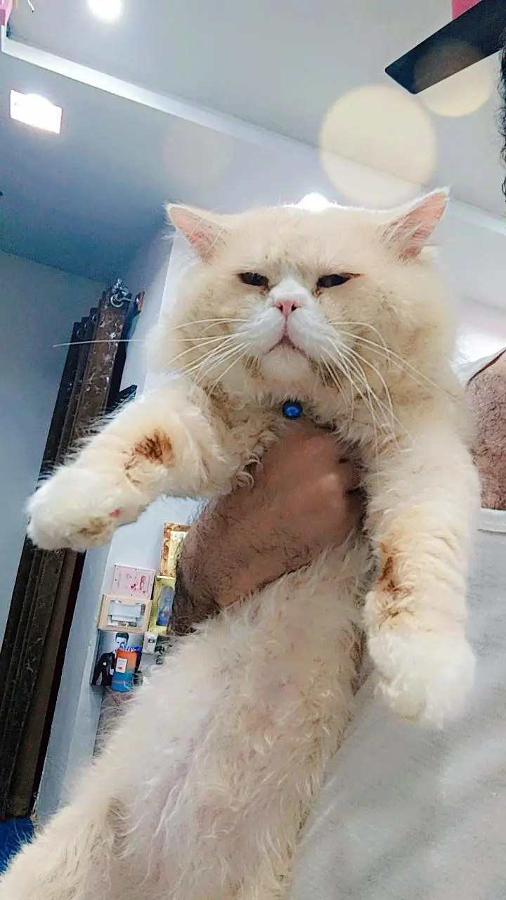 Persian cats male and female pair — photo 8