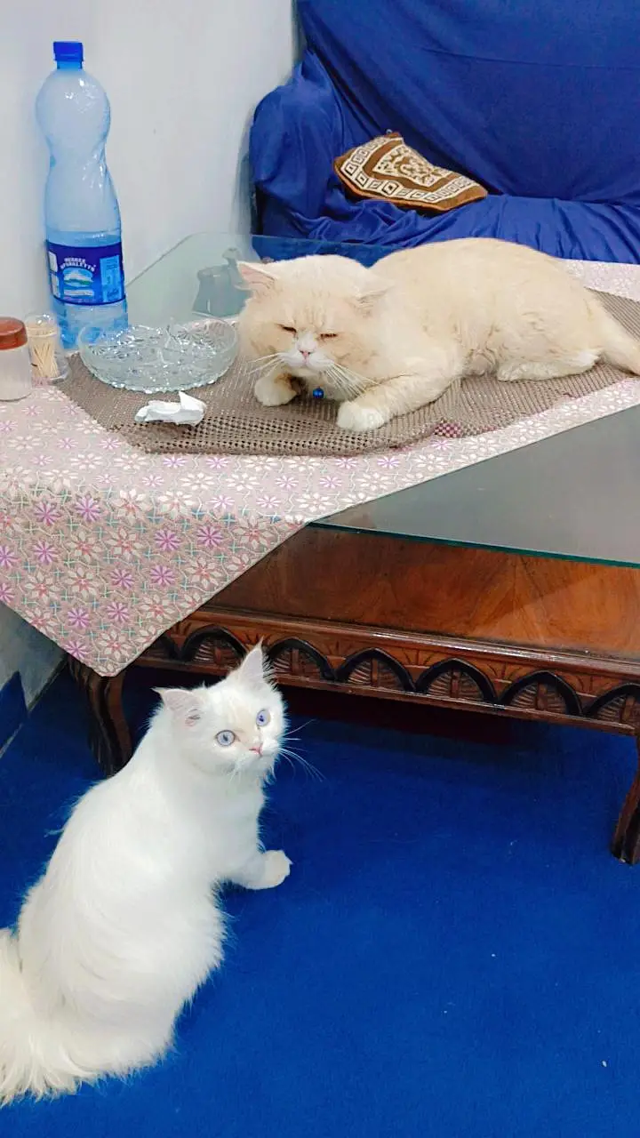 Persian cats male and female pair — photo 9