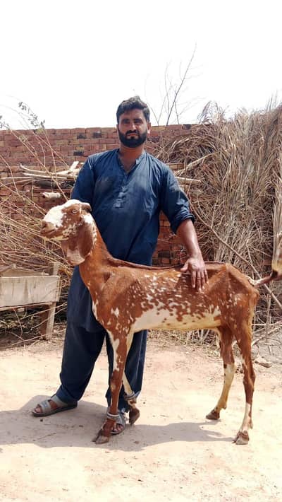makhi cheeni betal