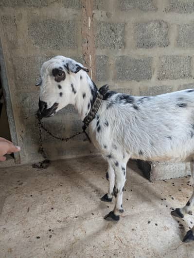 Teddy Female age 6 dant