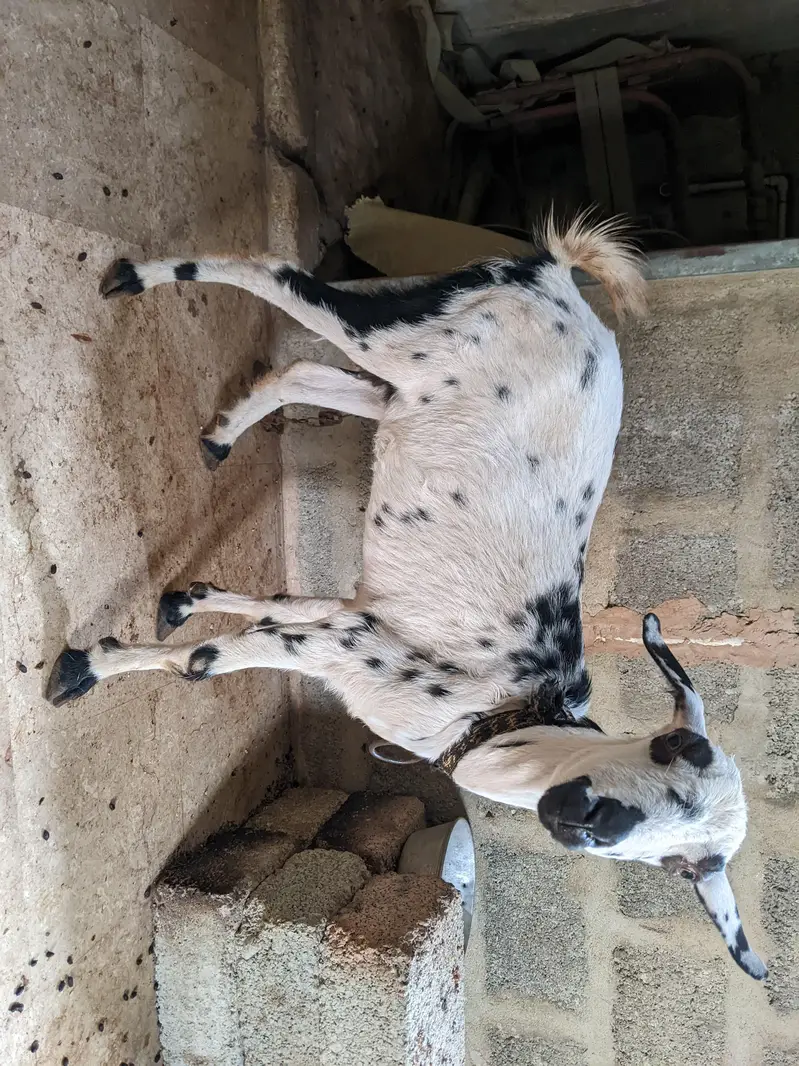 Teddy Female age 6 dant — photo 2