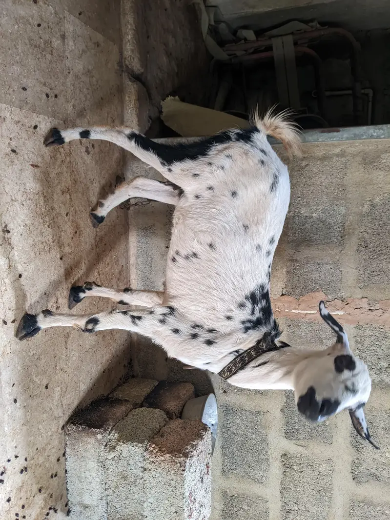 Teddy Female age 6 dant — photo 3