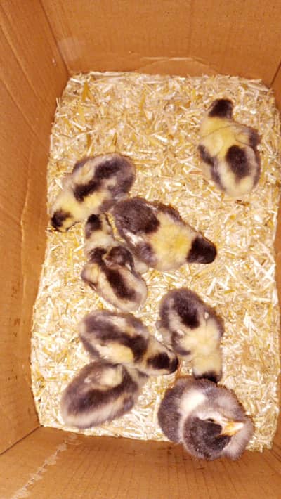 Healthy and Active Chicks