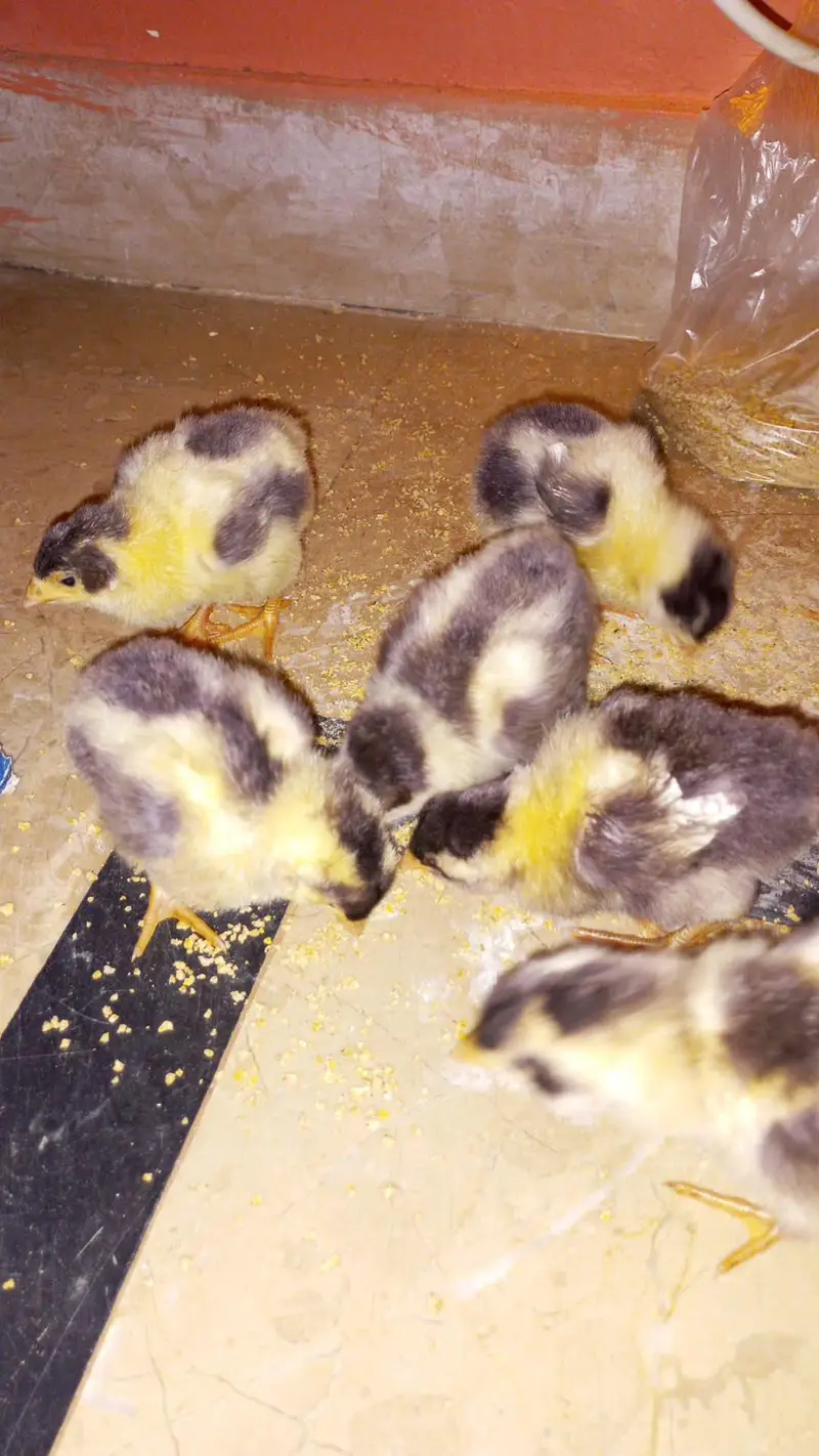 Healthy and Active Chicks — photo 2