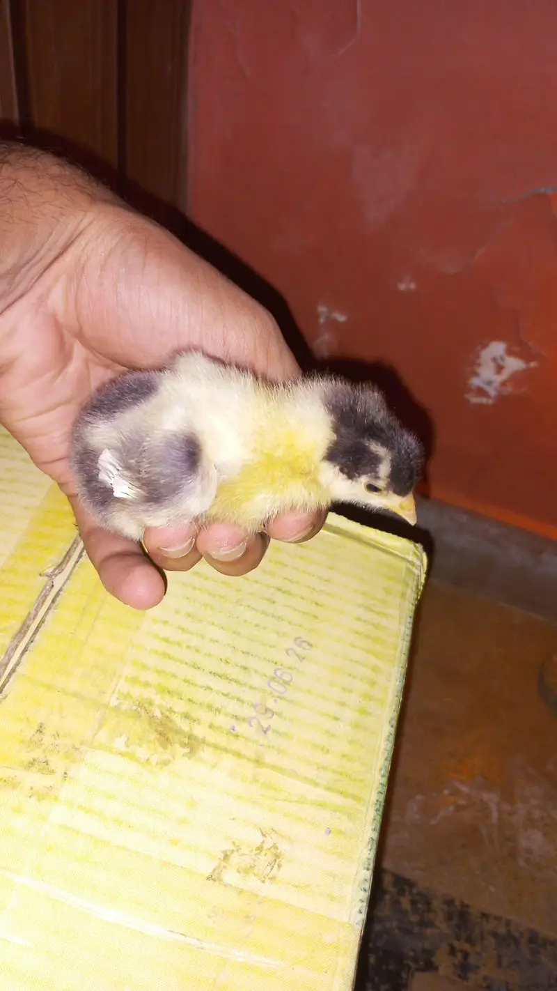 Healthy and Active Chicks — photo 3