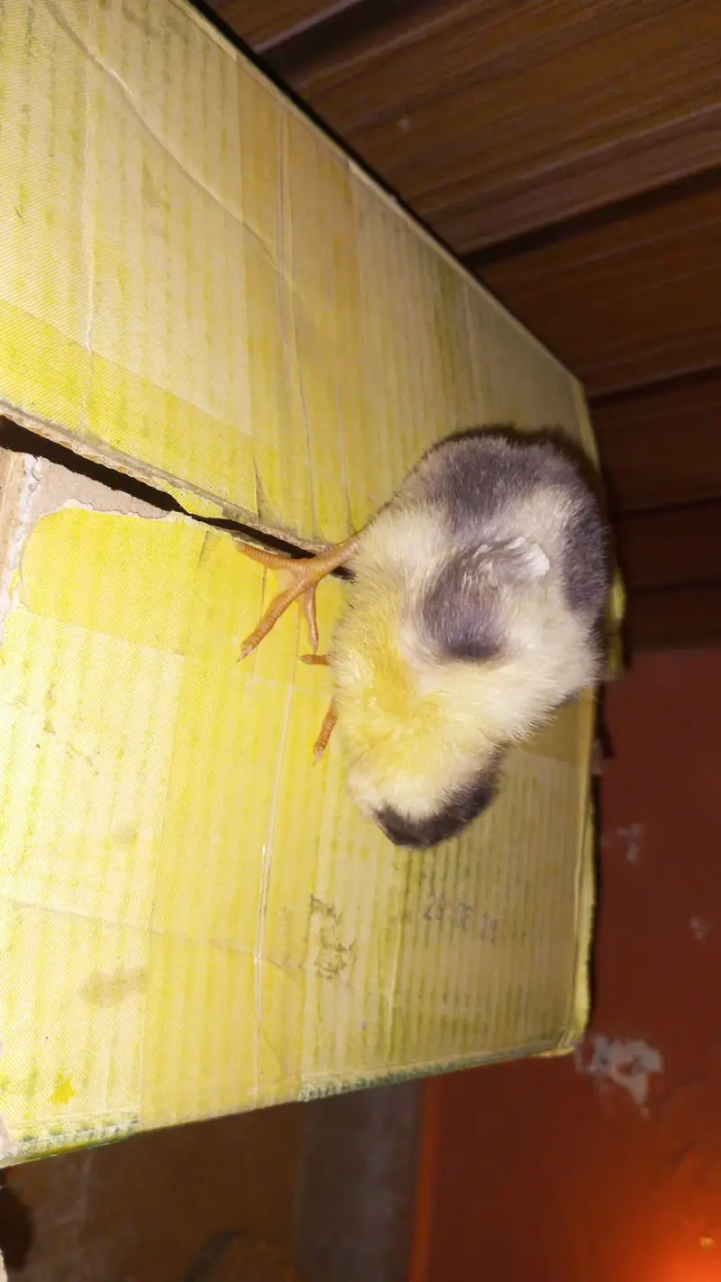 Healthy and Active Chicks — photo 4