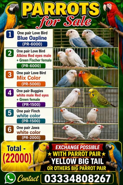 Parrot Pairs for sale