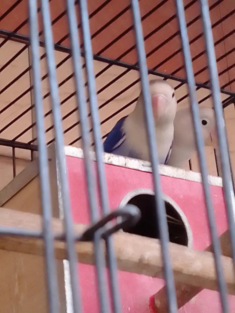 Parrot Pairs for sale — photo 2