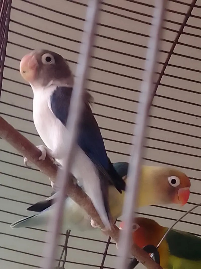 Parrot Pairs for sale — photo 3