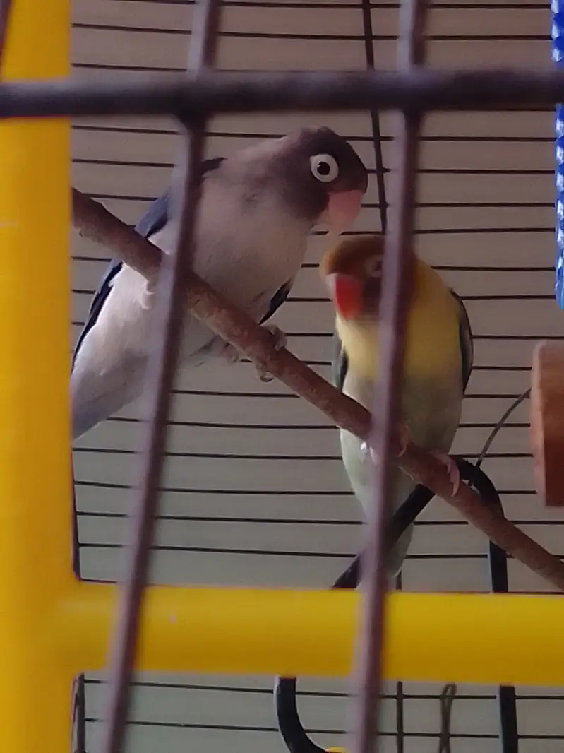 Parrot Pairs for sale — photo 4