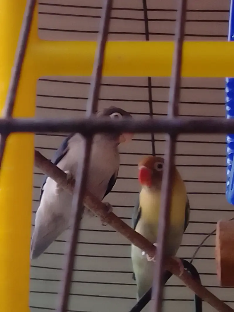 Parrot Pairs for sale — photo 5