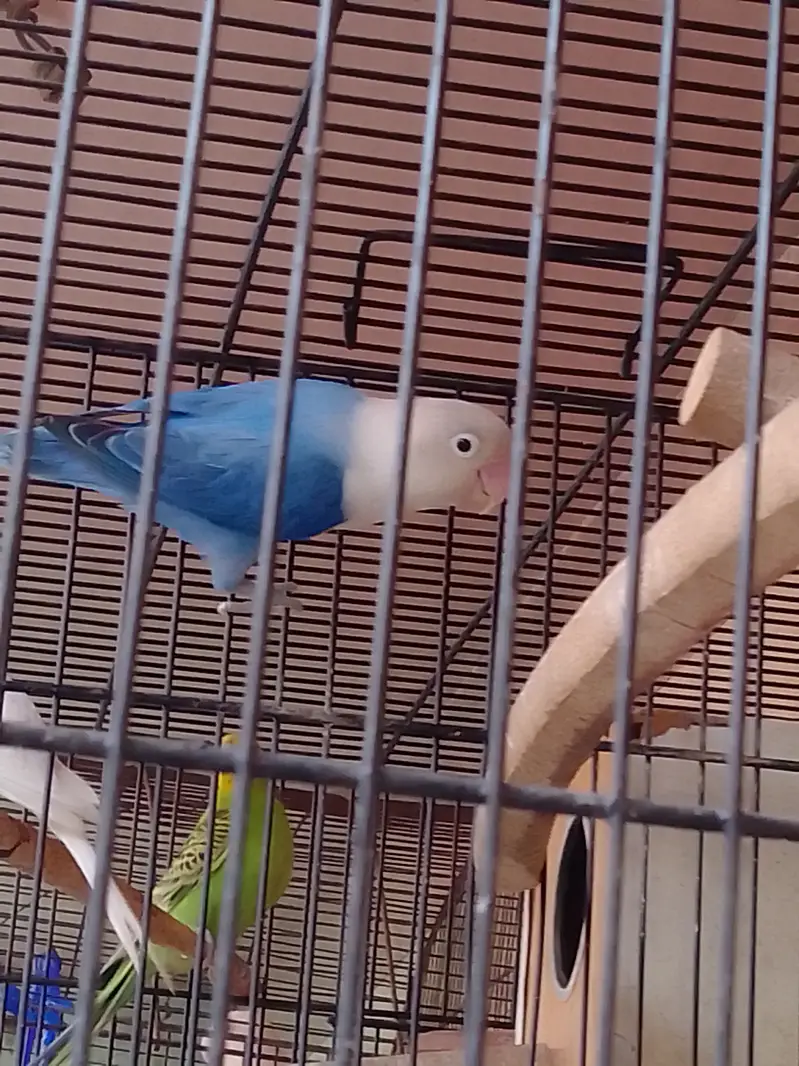 Parrot Pairs for sale — photo 6