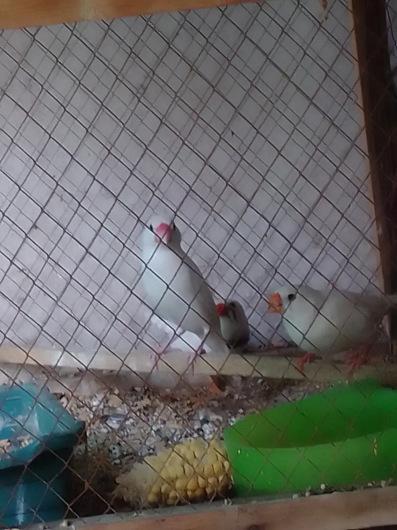 Parrot Pairs for sale — photo 7