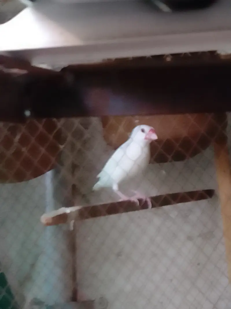 Parrot Pairs for sale — photo 8