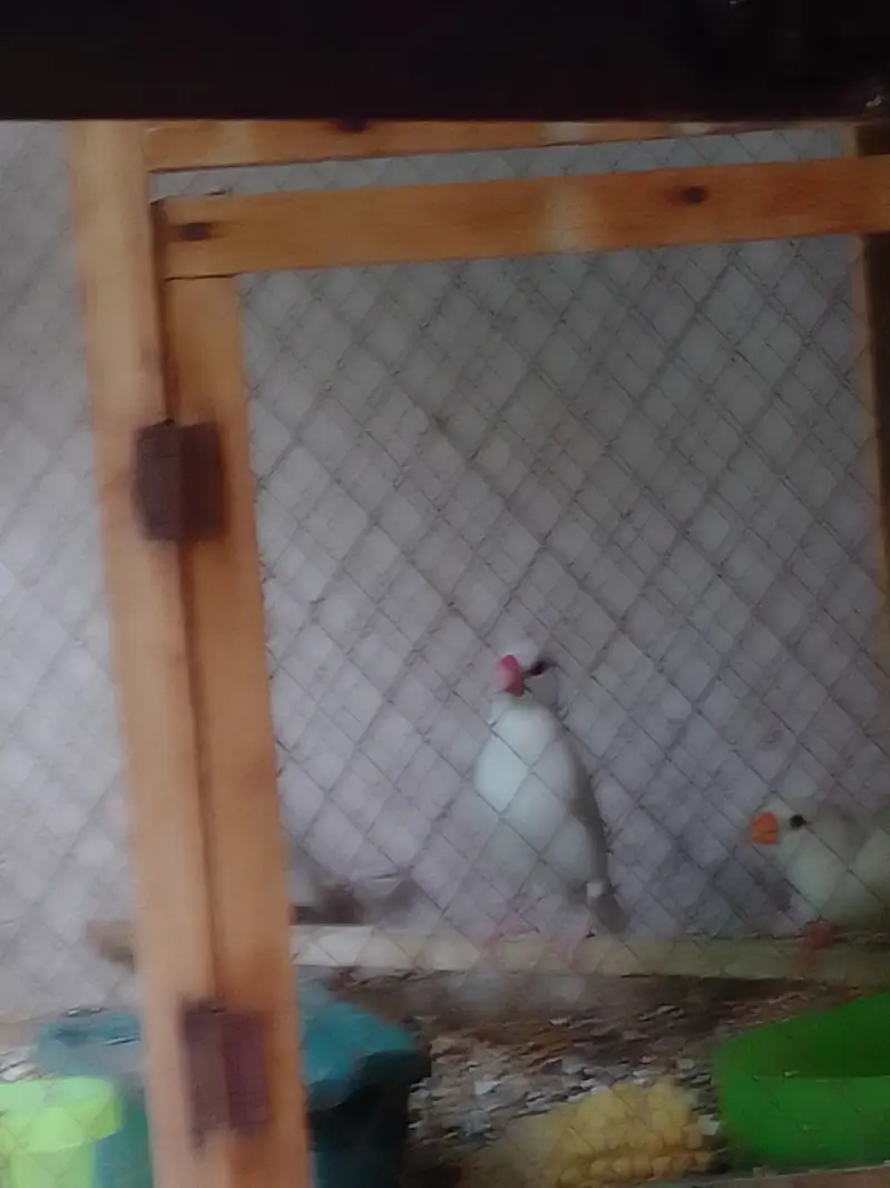Parrot Pairs for sale — photo 9