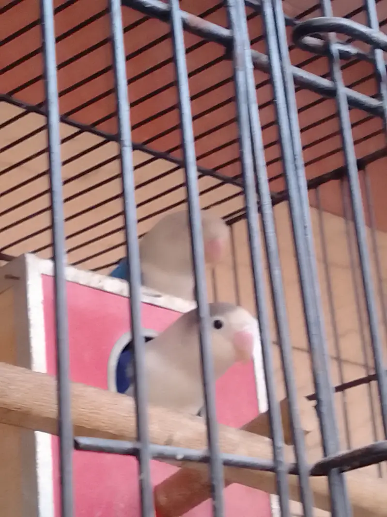 Parrot Pairs for sale — photo 10