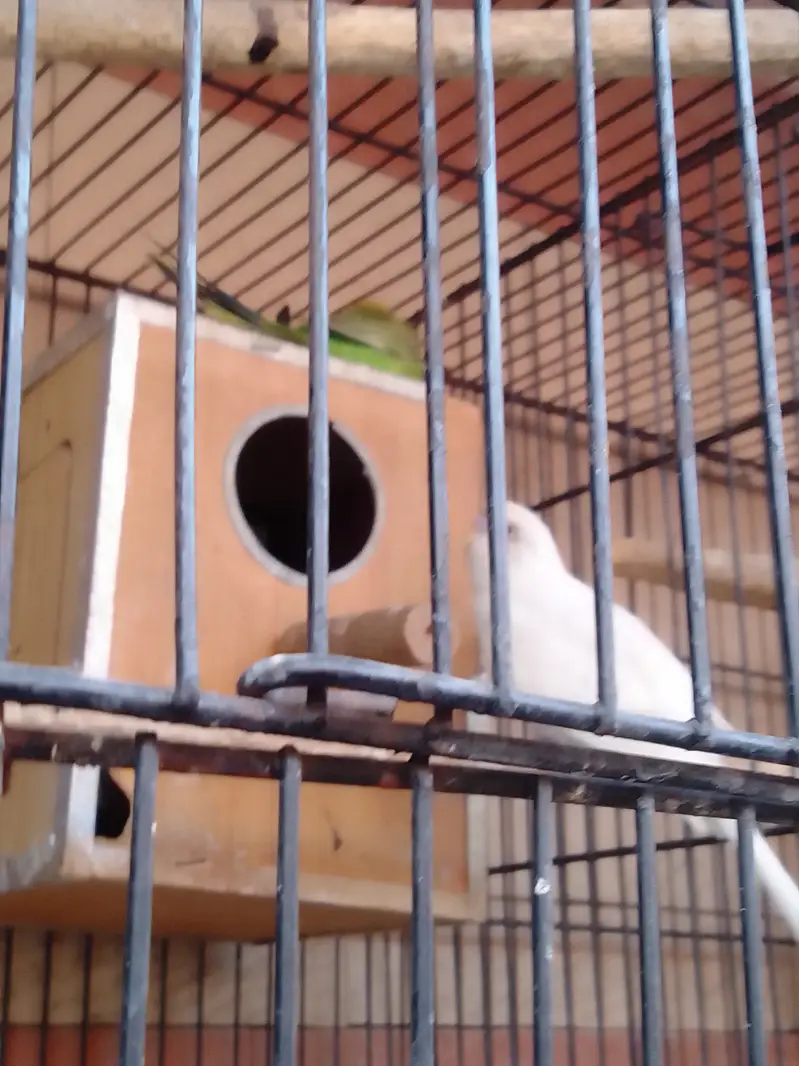 Parrot Pairs for sale — photo 11