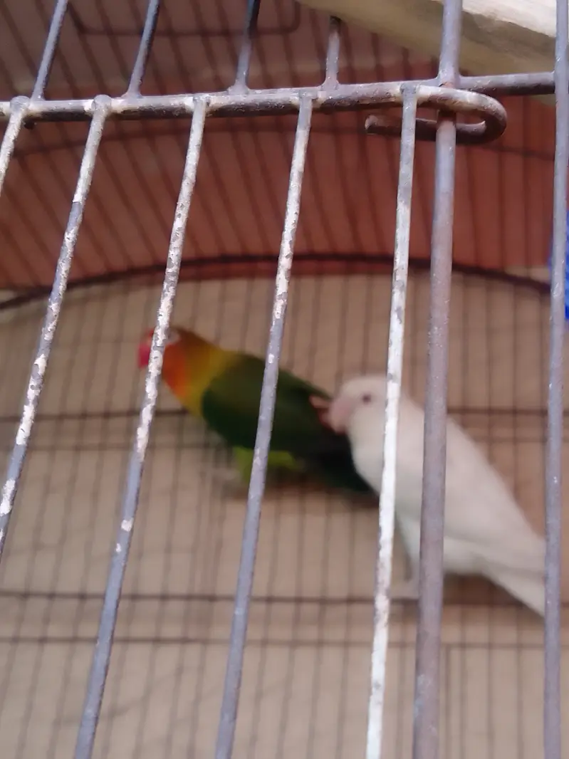 Parrot Pairs for sale — photo 12