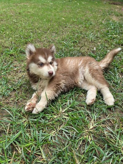 Female Siberian breeder Husky + Female Puppy | Mother & Pup