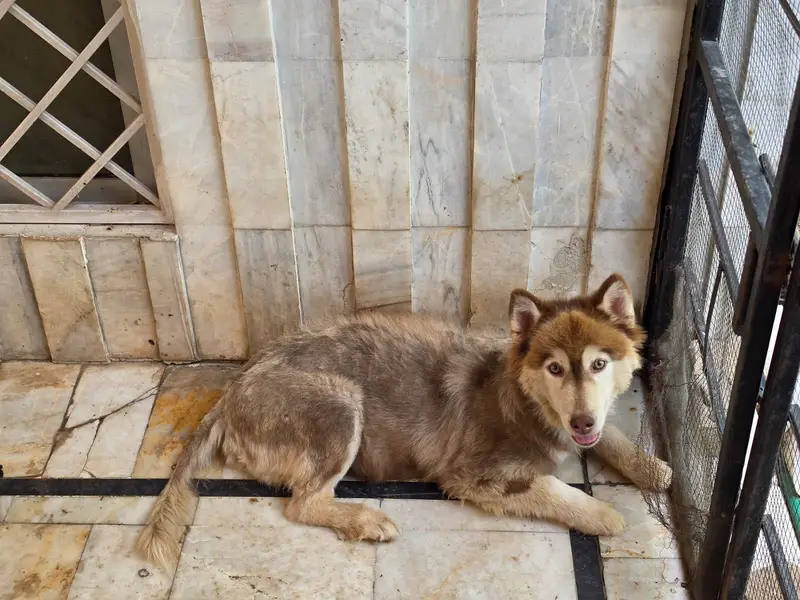 Female Siberian breeder Husky + Female Puppy | Mother & Pup — photo 2