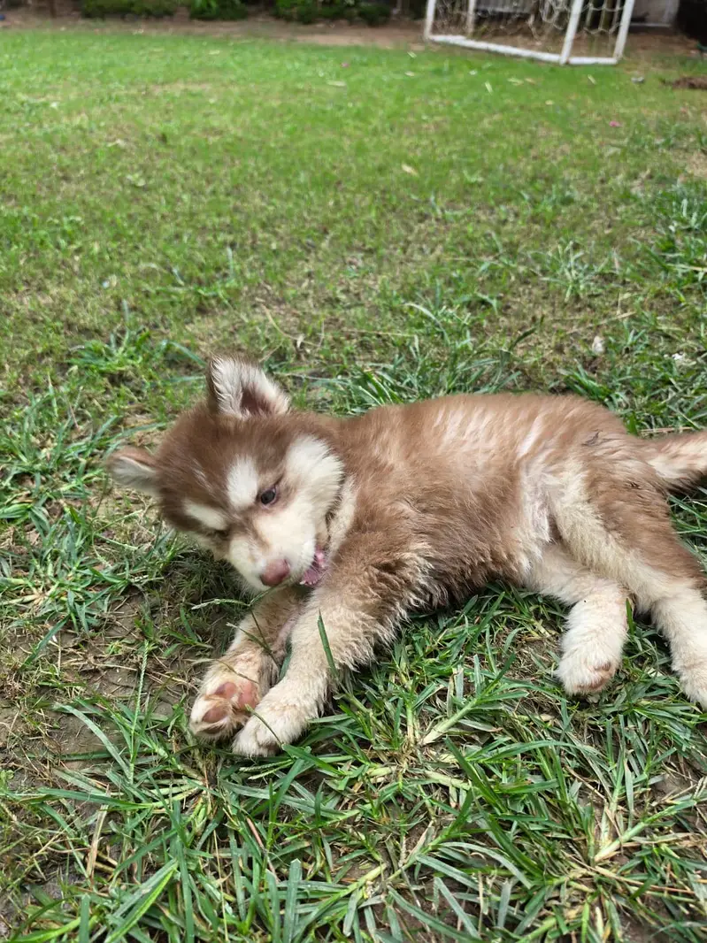 Female Siberian breeder Husky + Female Puppy | Mother & Pup — photo 3
