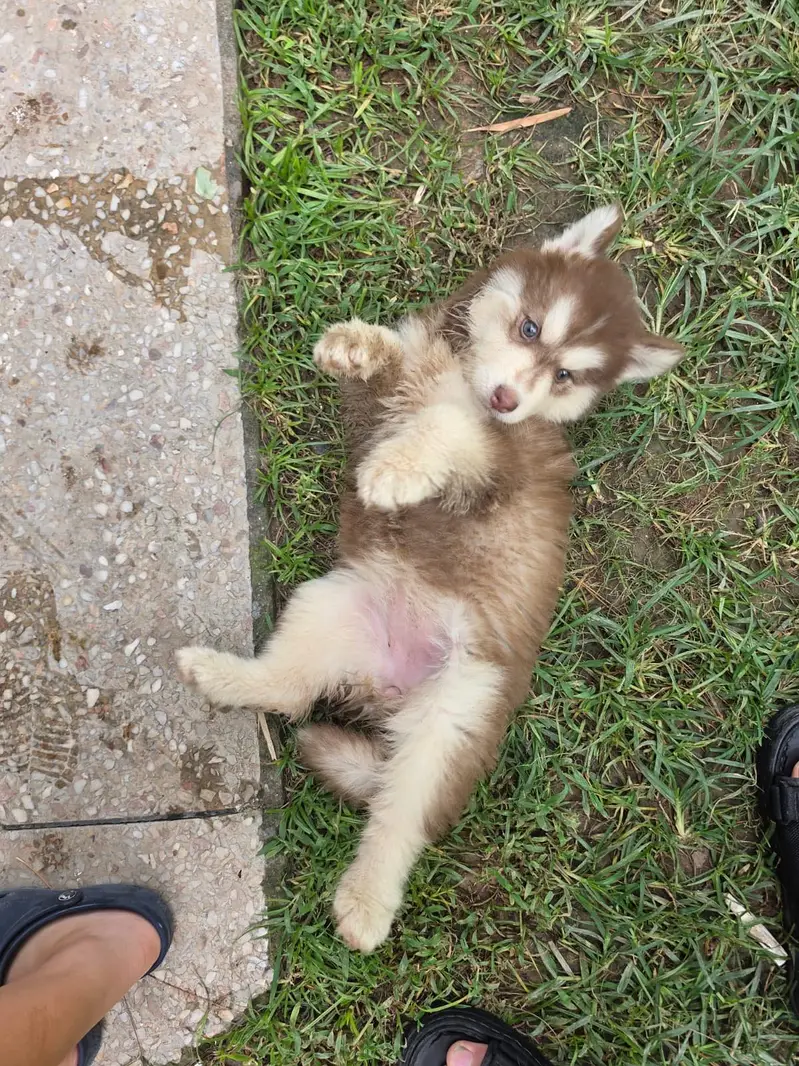 Female Siberian breeder Husky + Female Puppy | Mother & Pup — photo 4