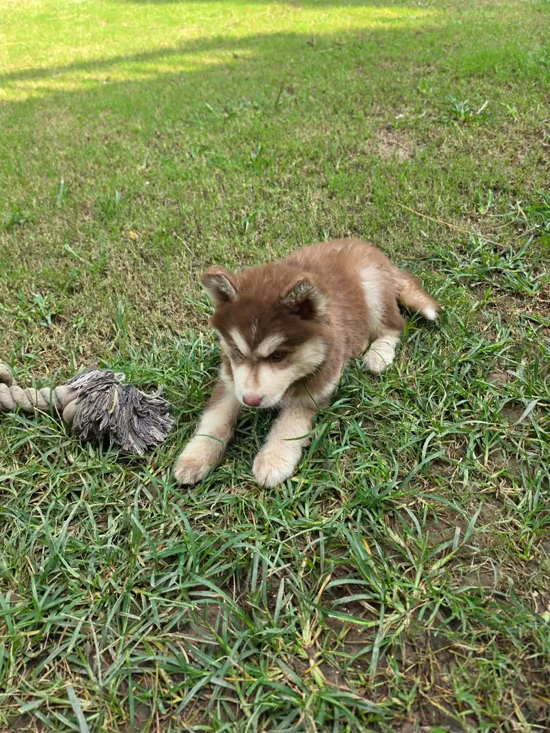 Female Siberian breeder Husky + Female Puppy | Mother & Pup — photo 5